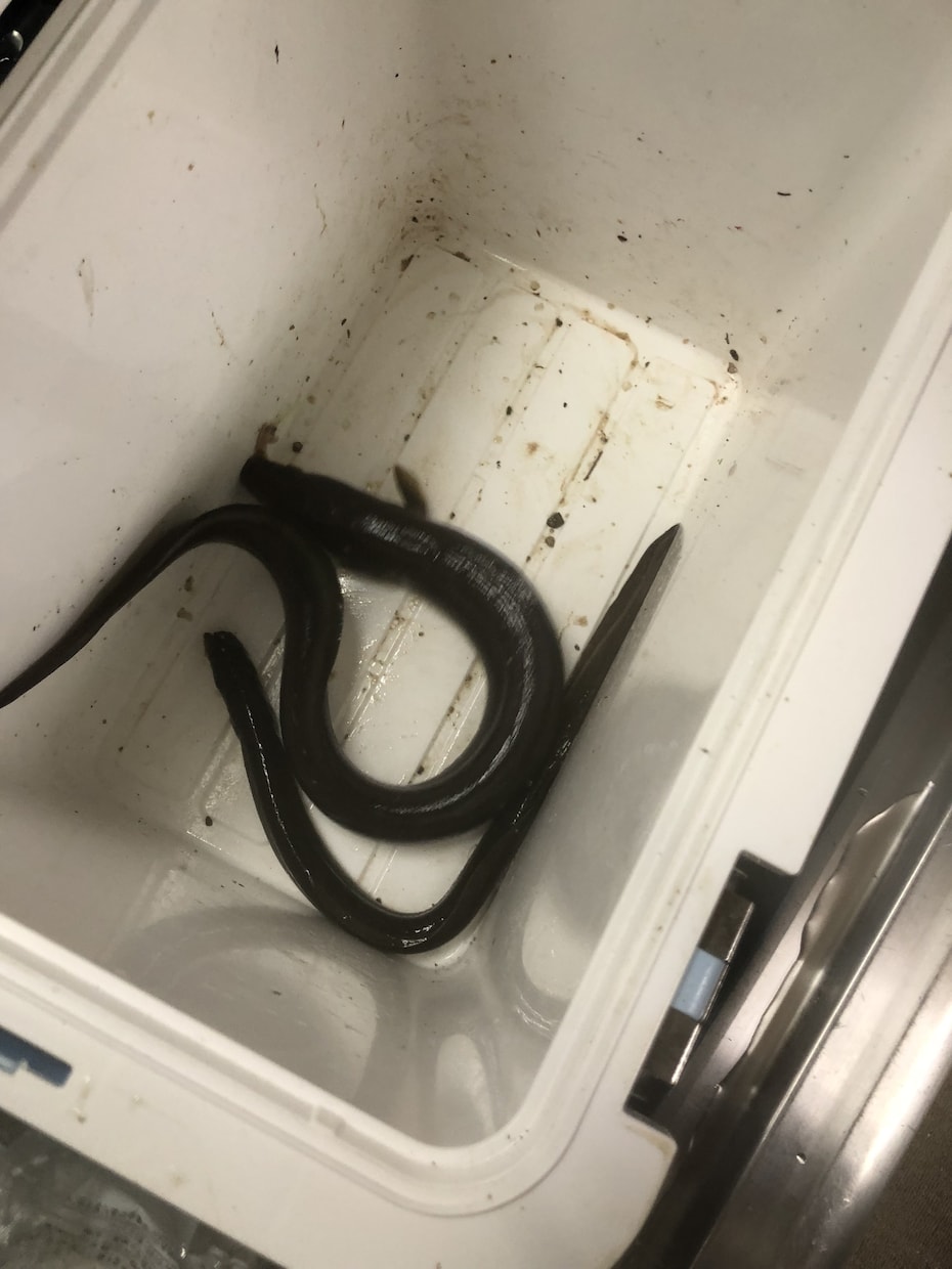 天然うなぎの釣り方教えます 天然うなぎを釣ってみませんか？ イメージ2