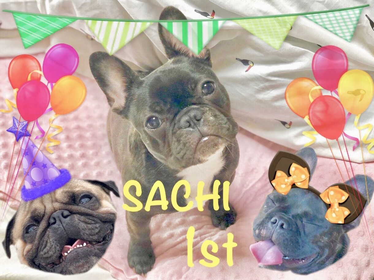 自慢のうちの子写真動画作ります SNSでみんなの目を引く投稿をしよう イメージ8