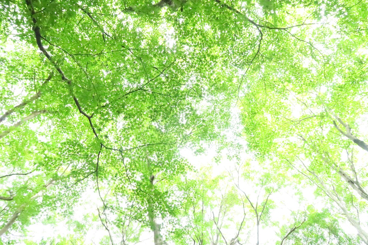 お好きな風景や素材を撮影します ・プレゼント用・装飾用・ブログなどの記事用・その他リクエスト イメージ8