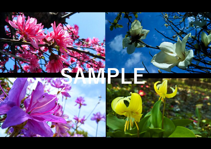 気軽に使えるワイドサイズの「春の花」写真提供します HPやブログなどの素材にどうぞ・蕾写真があるもの含めて24枚 イメージ5