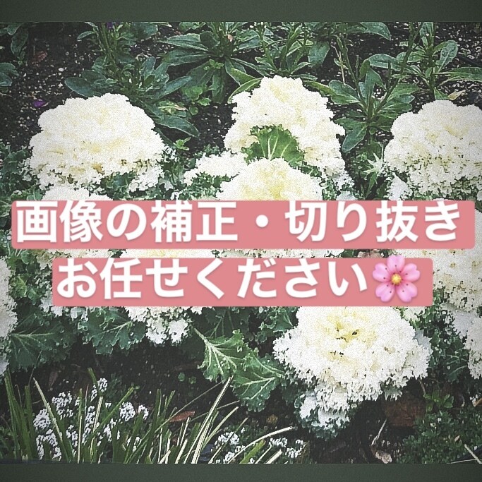 お得に！画像の切り抜き・色彩補正等承ります 切り抜きのみ…15枚まで追加料金なしです☆ イメージ1
