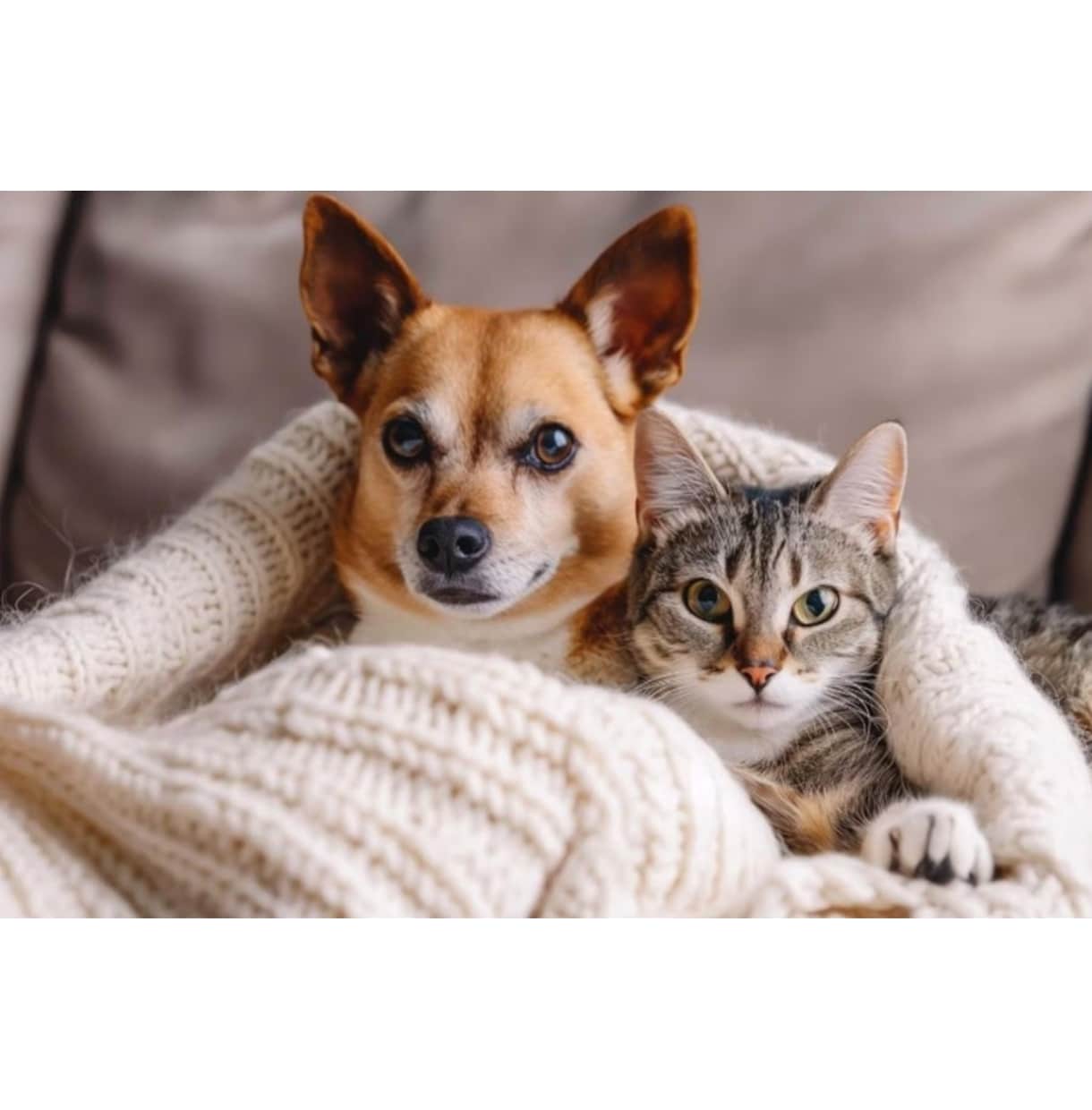 愛犬・愛猫の困った行動や心の悩み読み解きますます トラウマや恐怖を抱える犬・猫にチャネリングと意識の書き換え イメージ2