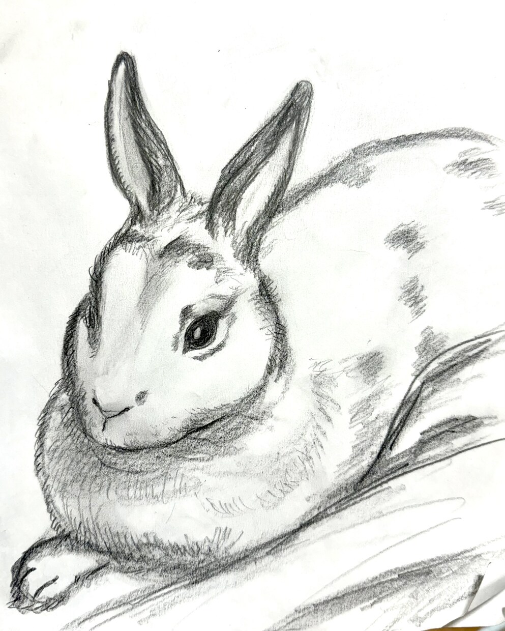 商用OK!ペットのイラスト描きます クレヨンで描いたイラストを提供いたします イメージ3