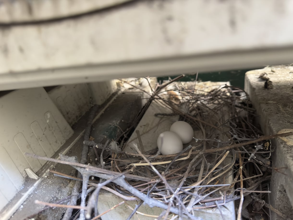 害獣、害鳥、害虫駆除方法教えます ビデオチャットを通じて的確に駆除方法教えます イメージ1