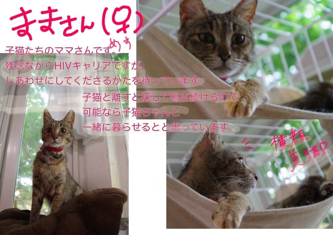 迷子のチラシ、里親募集チラシ作ります 後悔の気持ち、そして優しい気持ちで困っていませんか？ イメージ3