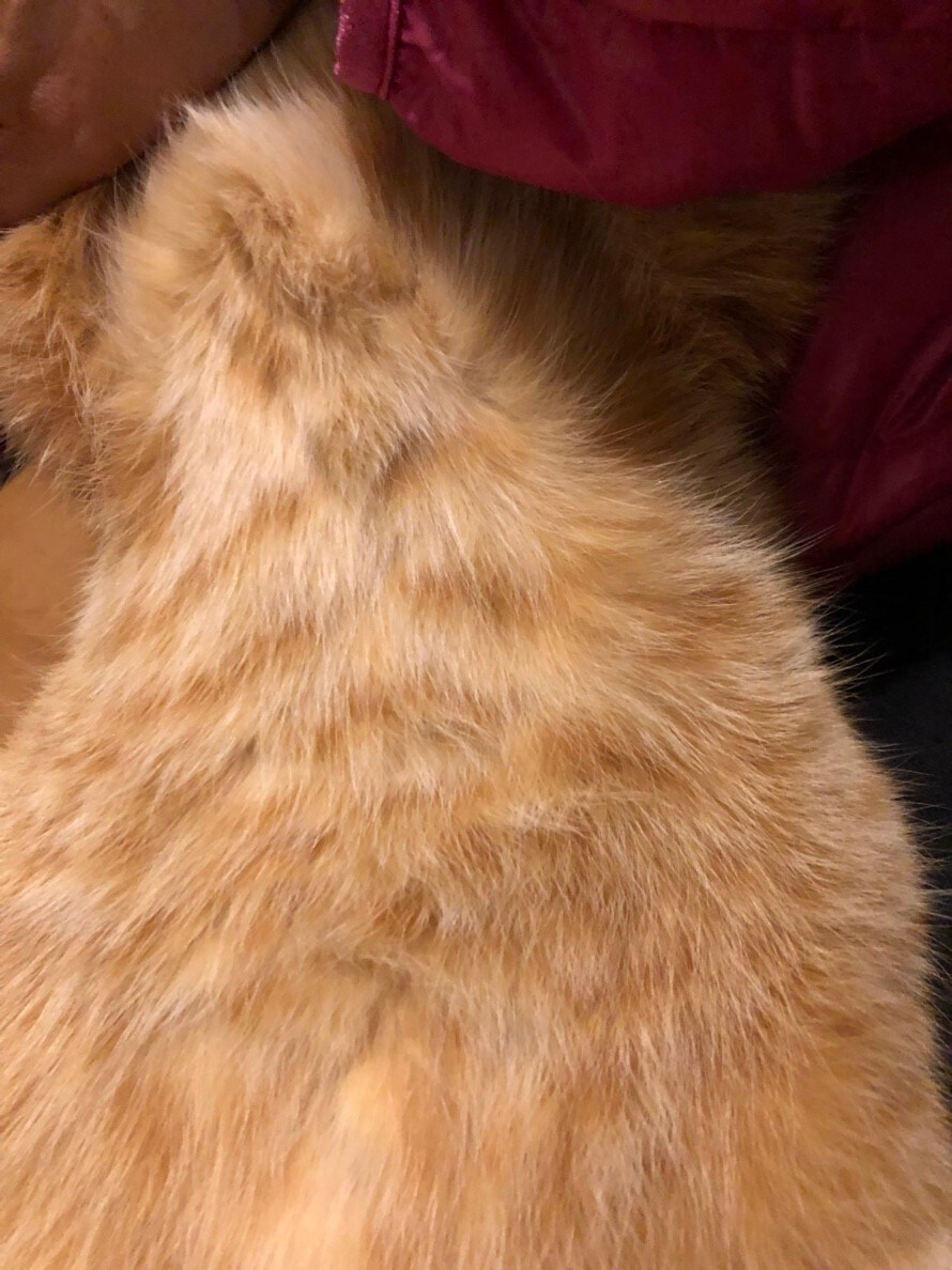 猫のモフモフ名刺作成します 猫のモフモフした背中やおなかなどを背景にした名刺の作成 イメージ3