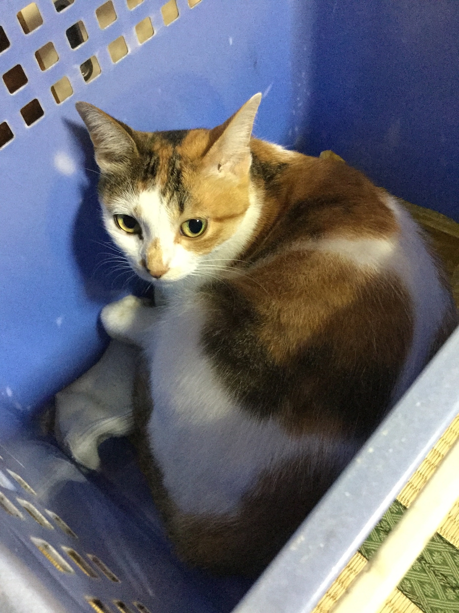 あなたの ココロの悩み 何でも聴きます イメージ1