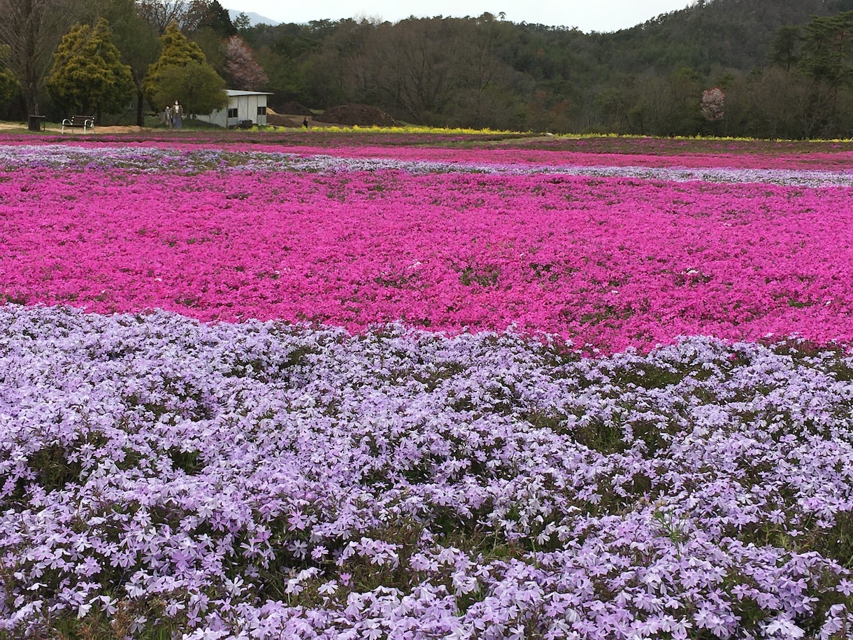 学校推薦型、総合型対応！志望理由書など添削します 質問で志望理由の軸を整理します。まだ書けてない方もOK。 イメージ1