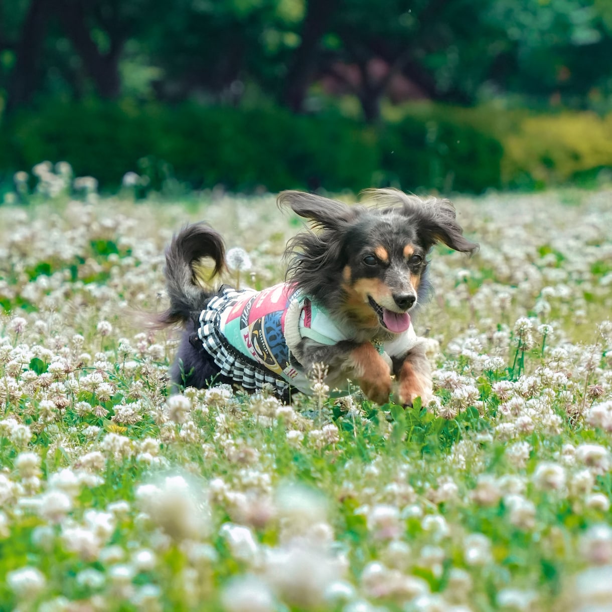 犬、猫、ペットの可愛い表情を撮影します ペットとの大切な日常の思い出を写真に残しませんか？ イメージ3