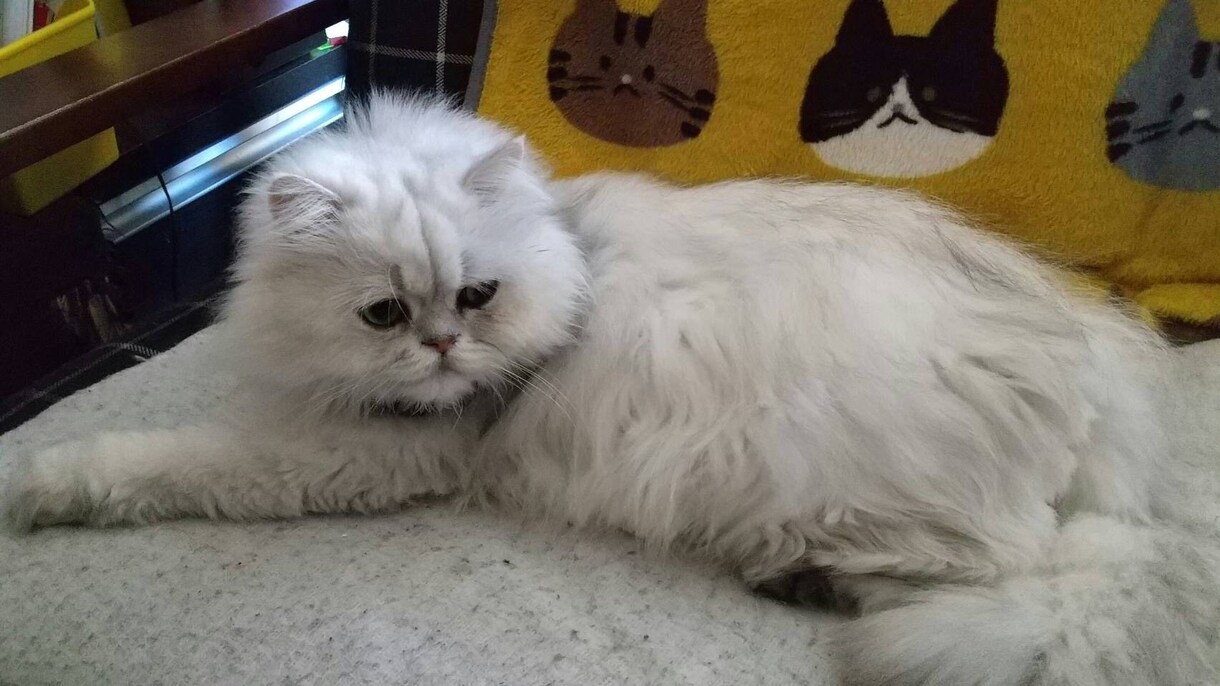 猫ちゃんの写真・動画売ります 白いチンチラの猫とブチのスコティッシュ猫 イメージ5