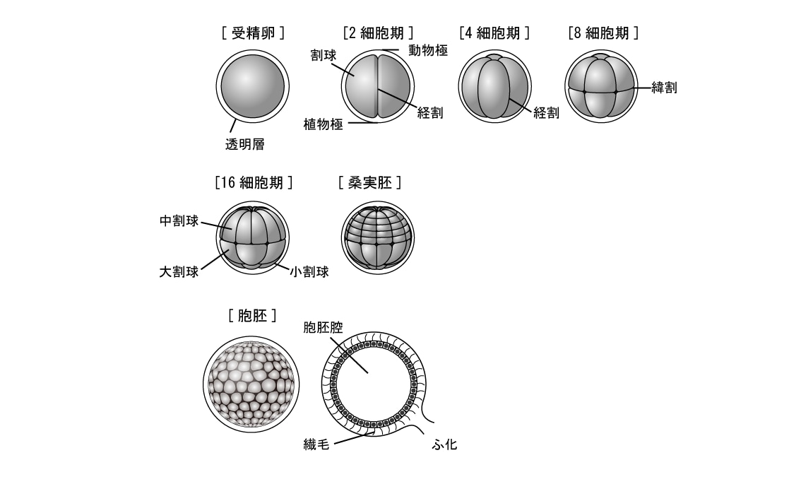 図解・説明イラスト作製します 文字だけでは伝わりにくい内容もイラストならばっちりです イメージ3