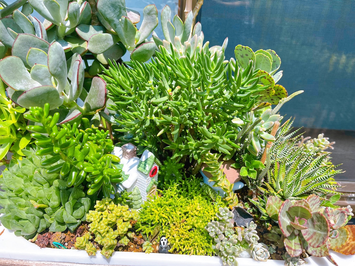 多肉植物の寄せ植え、お届けします 自家製多肉植物、管理方法とともにお届けします！ イメージ4