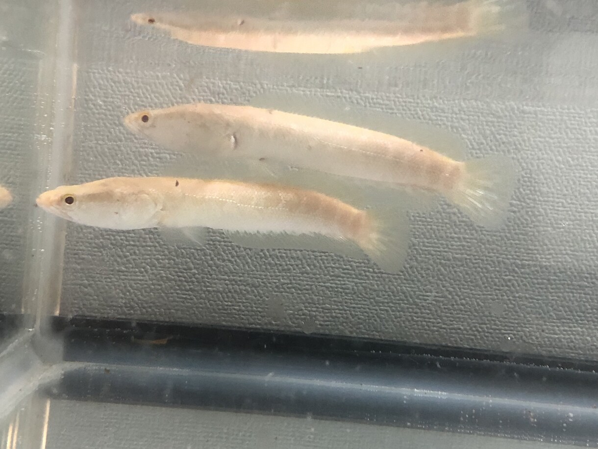 動物の飼育相談乗ります 昆虫、魚、両生、爬虫、哺乳類まで！飼育環境等相談乗ります！ イメージ1
