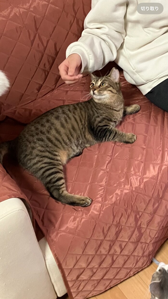 犬や猫を飼おうか悩んでいる方の相談を聞きます 私の経験をもとにアドバイスさせていただきます。 イメージ1