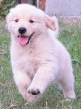飼い犬今以上にお利口さんにしてみせます ドックトレーナーから教わる家でできる事 イメージ1