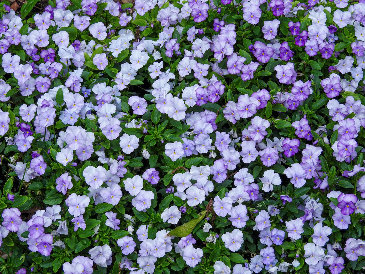 ちょっと聴いてほしい、話したい。お待ちしています 上手く話せなくても大丈夫です。ただ話したい、の時間。 イメージ3
