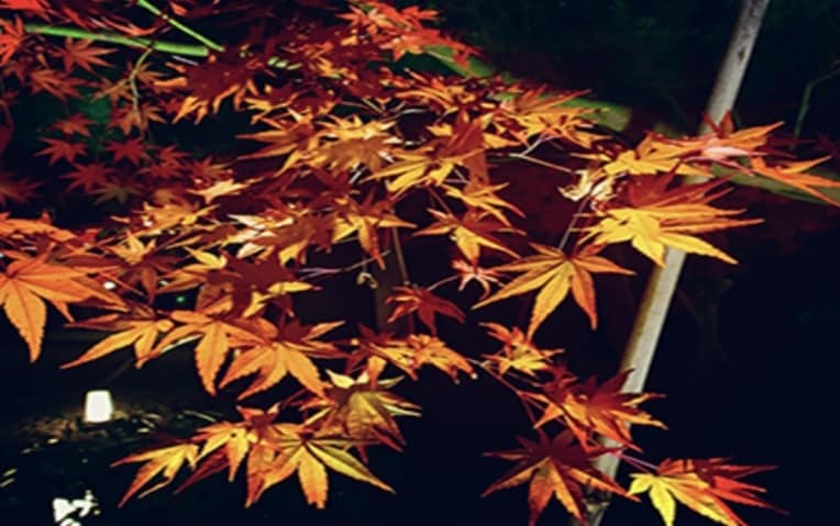 紅葉を見に行きます 紅葉を見て秋の風物詩を感じてほしい。 イメージ1