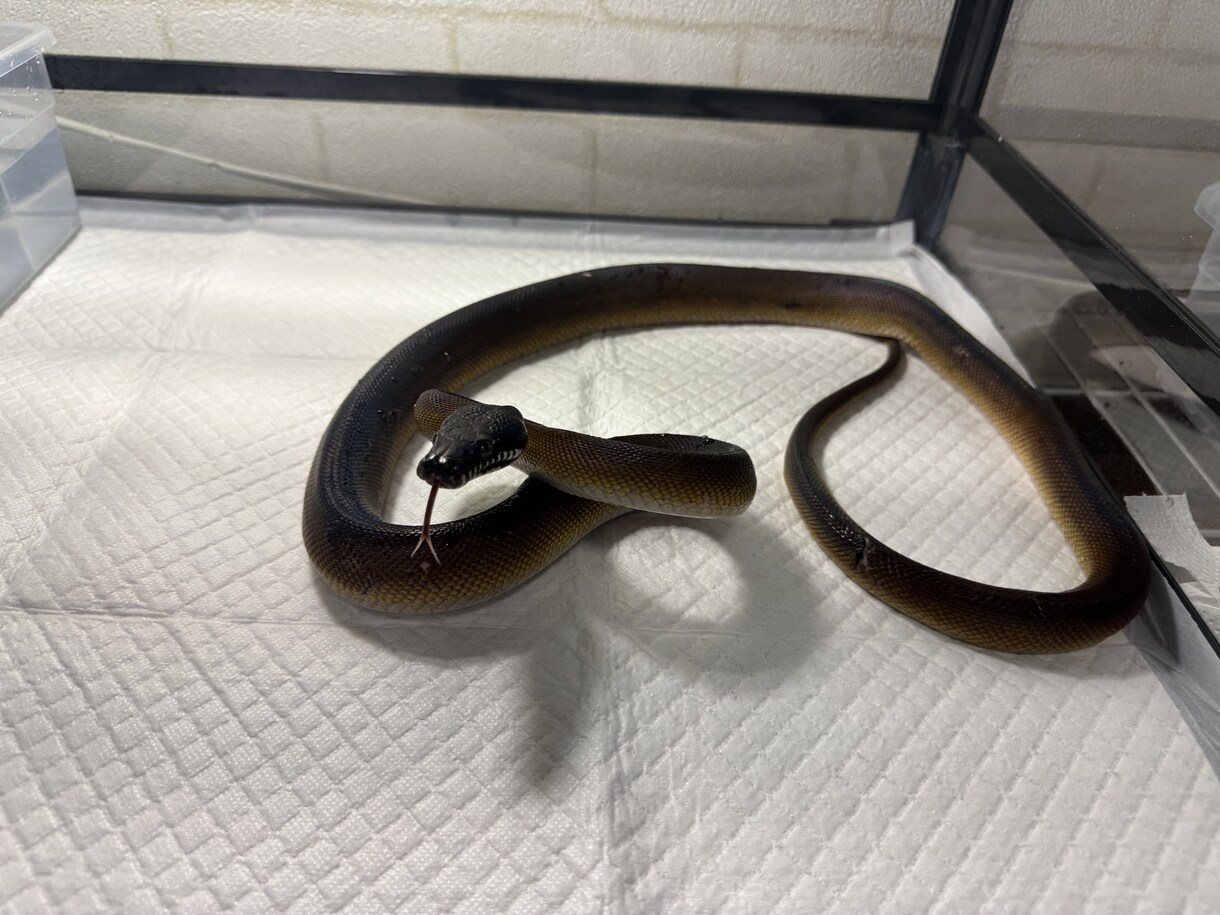 元ショップ店員100匹飼育のプロが爬虫類相談します 大型蛇からヤモリまで！拒食や飼育環境の悩みをプロが解決 イメージ4