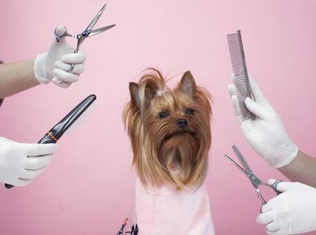ペット事業開業手続きします 【第一種動物取扱業申請代行・その他開業事務】 イメージ2