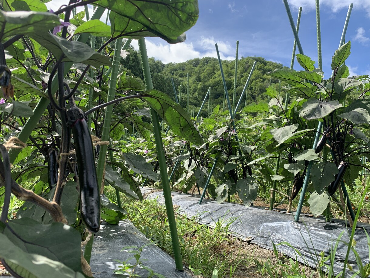 植物の「これからどうしたらいい？」に答えます 主に家庭菜園などの有機野菜作りのアドバイスを行います！ イメージ4
