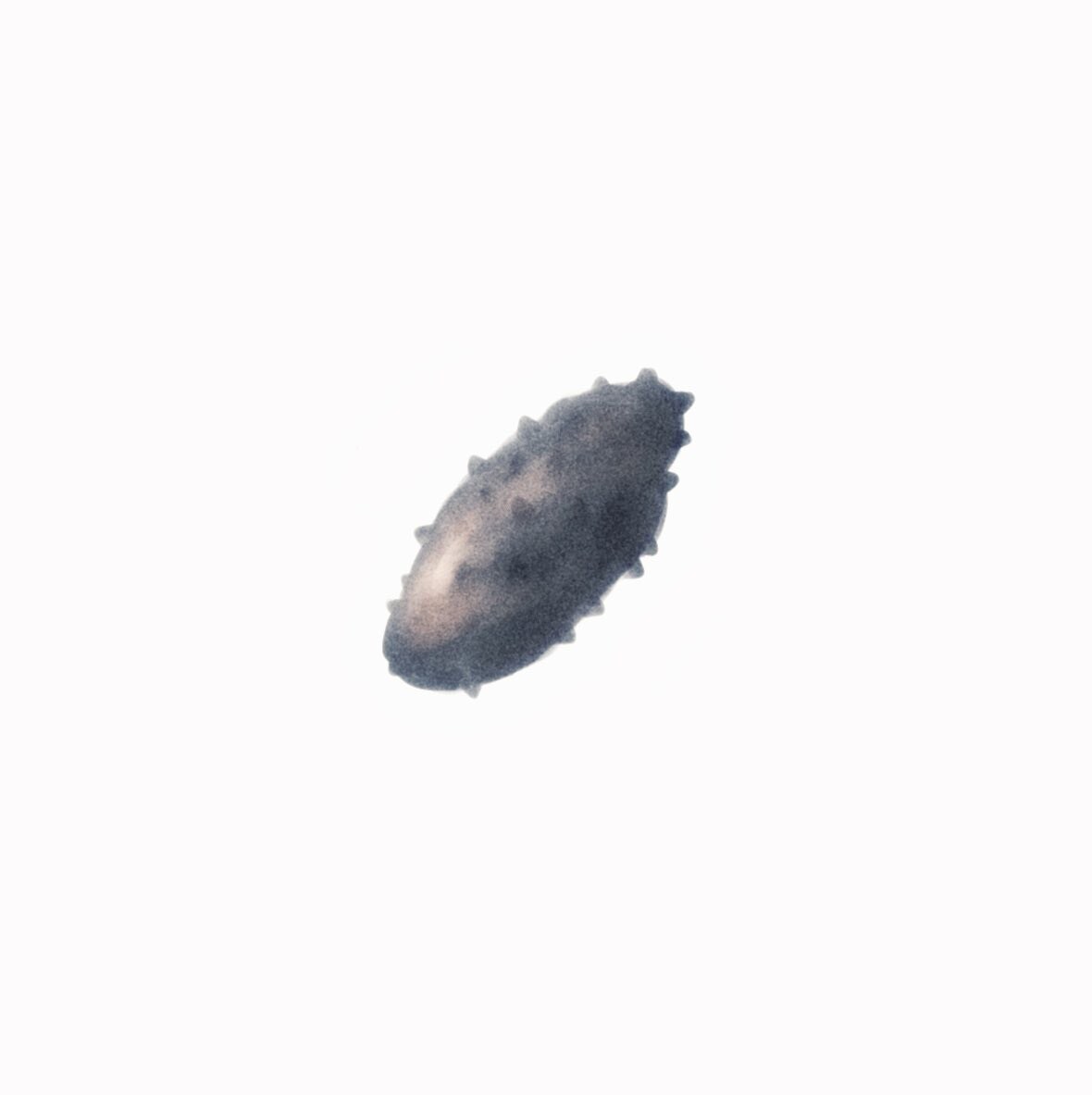 海や川の生き物の絵を描きます 骨～生体までをシンプルにして描きます イメージ6