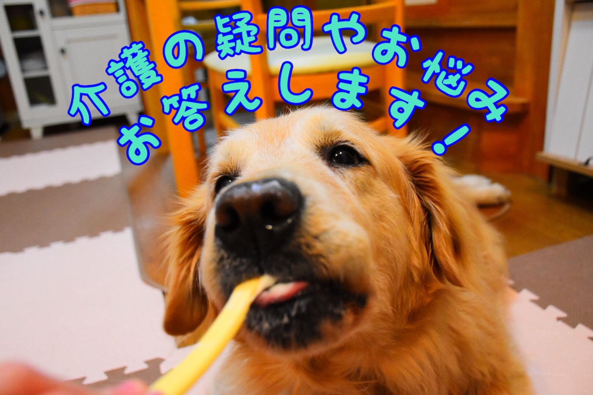 老犬介護士が愛犬の介護のお悩みにお答えします シニア期の愛犬に関する疑問や介護でお悩みのあなたにおすすめ！ イメージ1