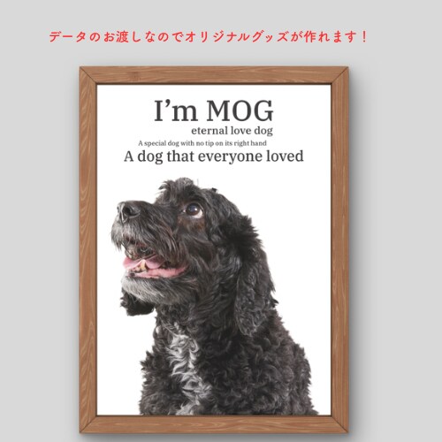おしゃれなうちの子画像作ります 犬、猫、鳥、小動物、爬虫類、ご相談ください！ イメージ1