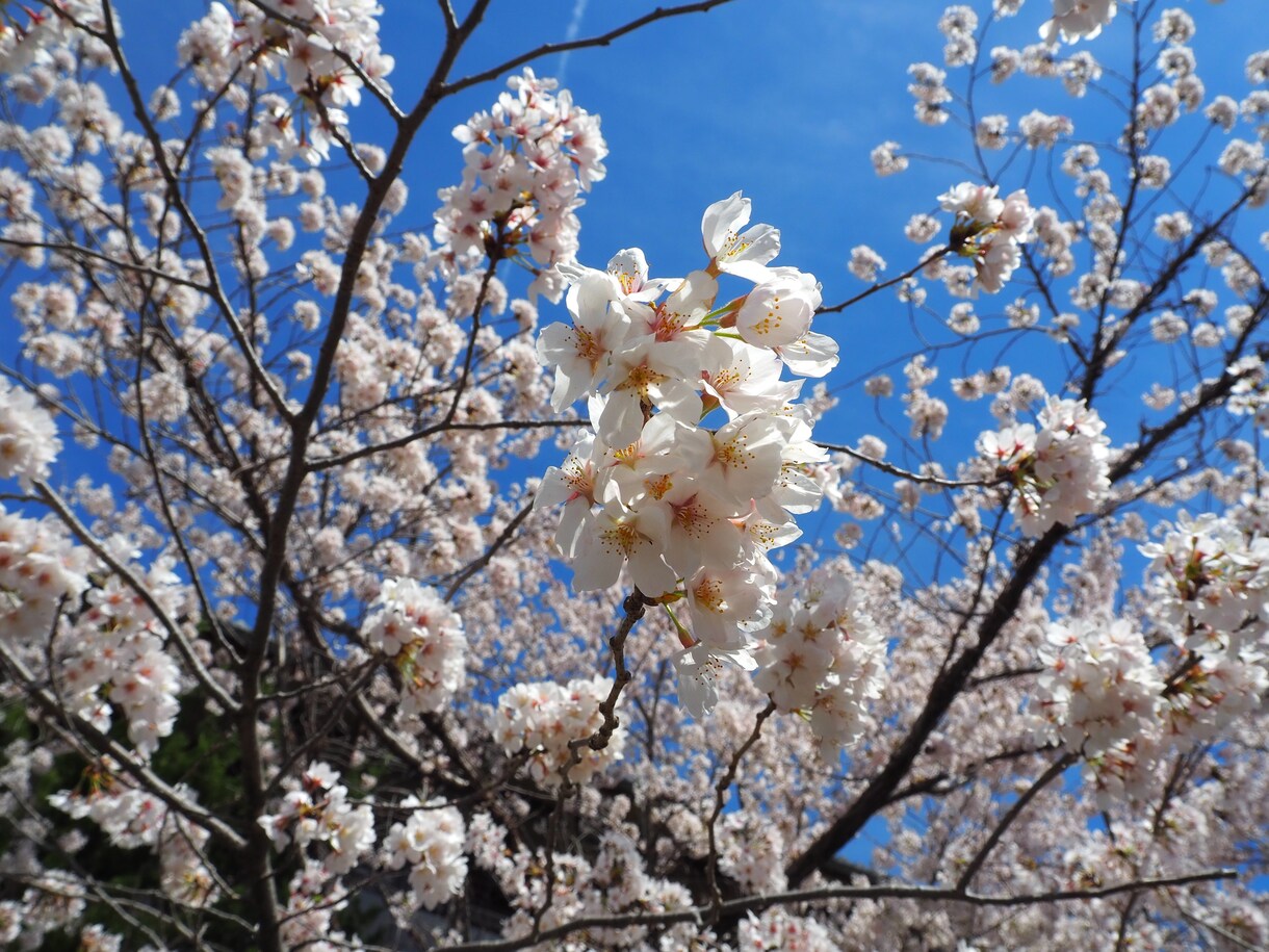 一眼レフで撮影した風景画等を提供します 女子大生が撮った高画質写真をお届けします！ イメージ2