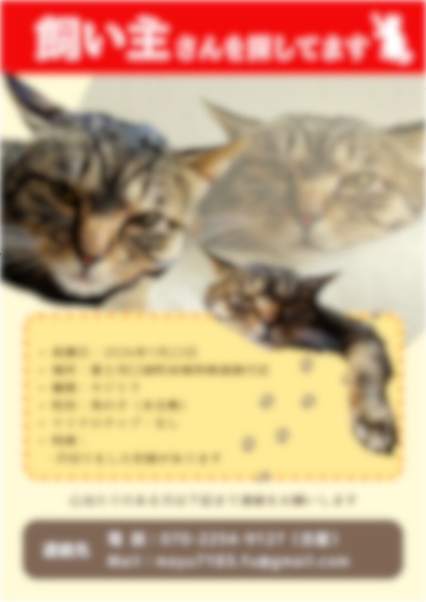 迷子ポスターや広告、フライヤーなどの作成します さらっと作成しちゃいますがこだわり条件教えてください！ イメージ2