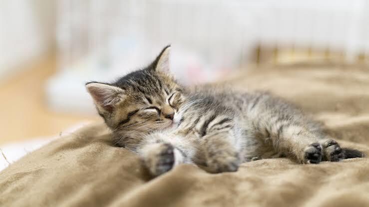 睡眠改善の実践法を教えます 眠りを変えて、仕事も生活も効率アップ！ イメージ4