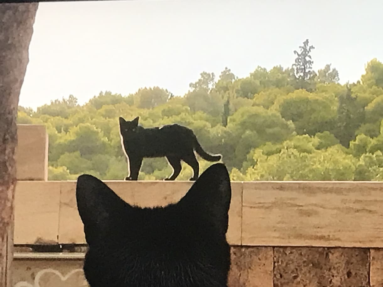複数OK ペットとご家族へ遠隔エネルギーを送ります 飼い主や家族の心身の不調をペットが吸収することがあります。 イメージ1