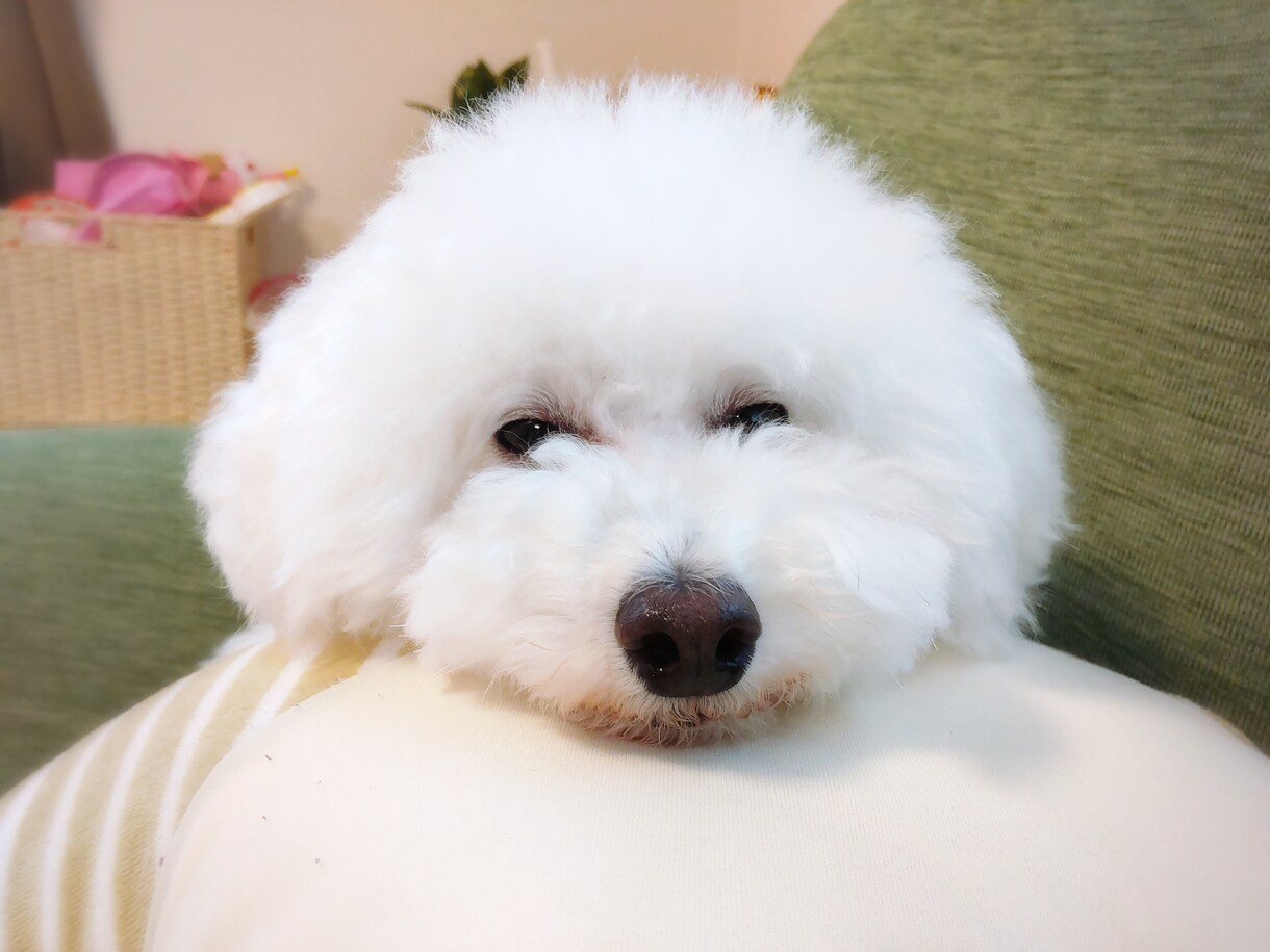 愛犬の健康やトリミングのご相談にのります 東京の動物病院に7年勤務していた元トリマーがサポートします イメージ1