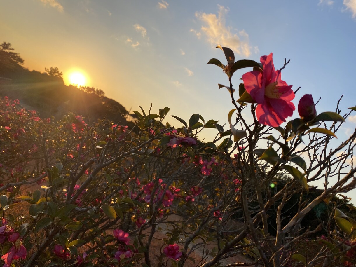 写真素材提供します 自然の写真を撮るのが好きです。 イメージ2