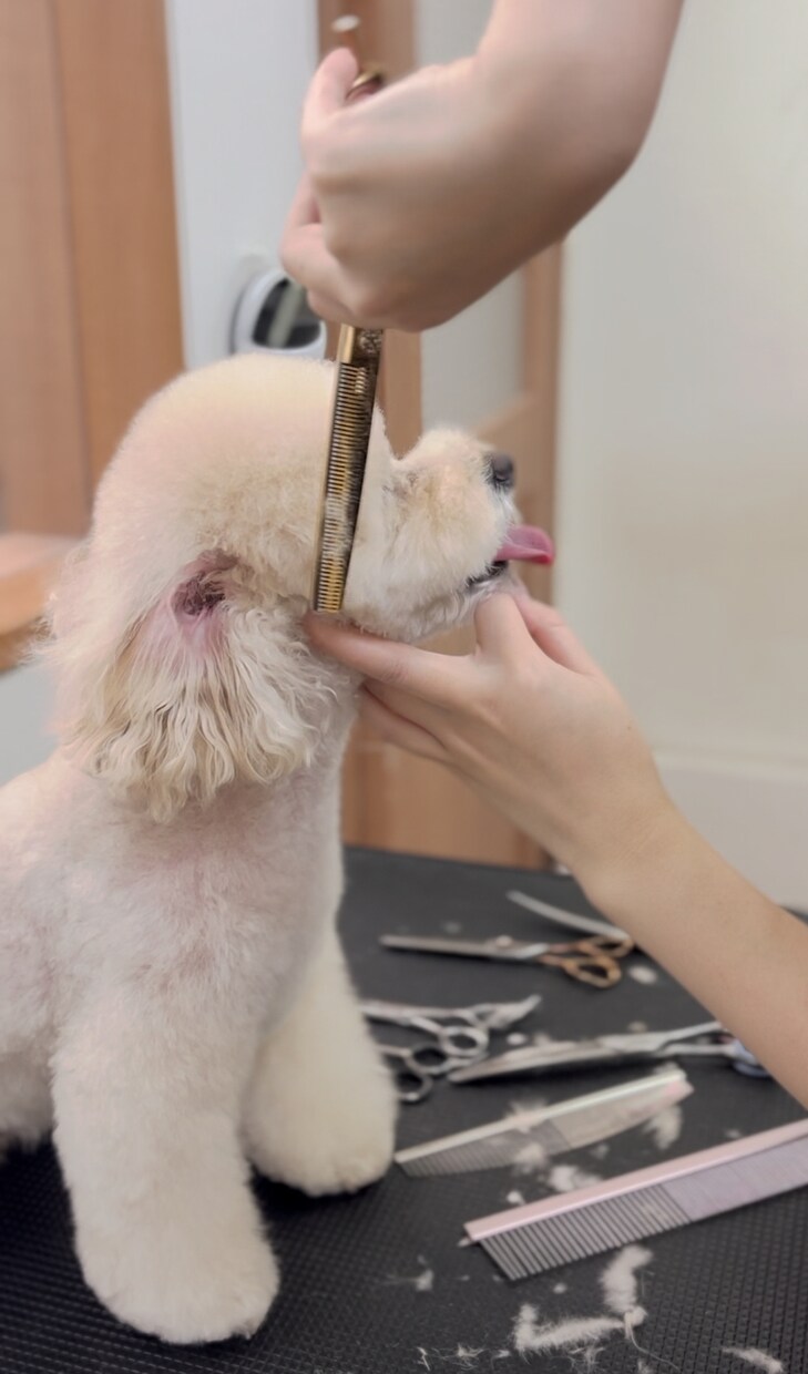 自宅トリミングサロンオープンのお手伝いします 準備からオープンまでの1ヶ月何度でもアドバイスします イメージ1