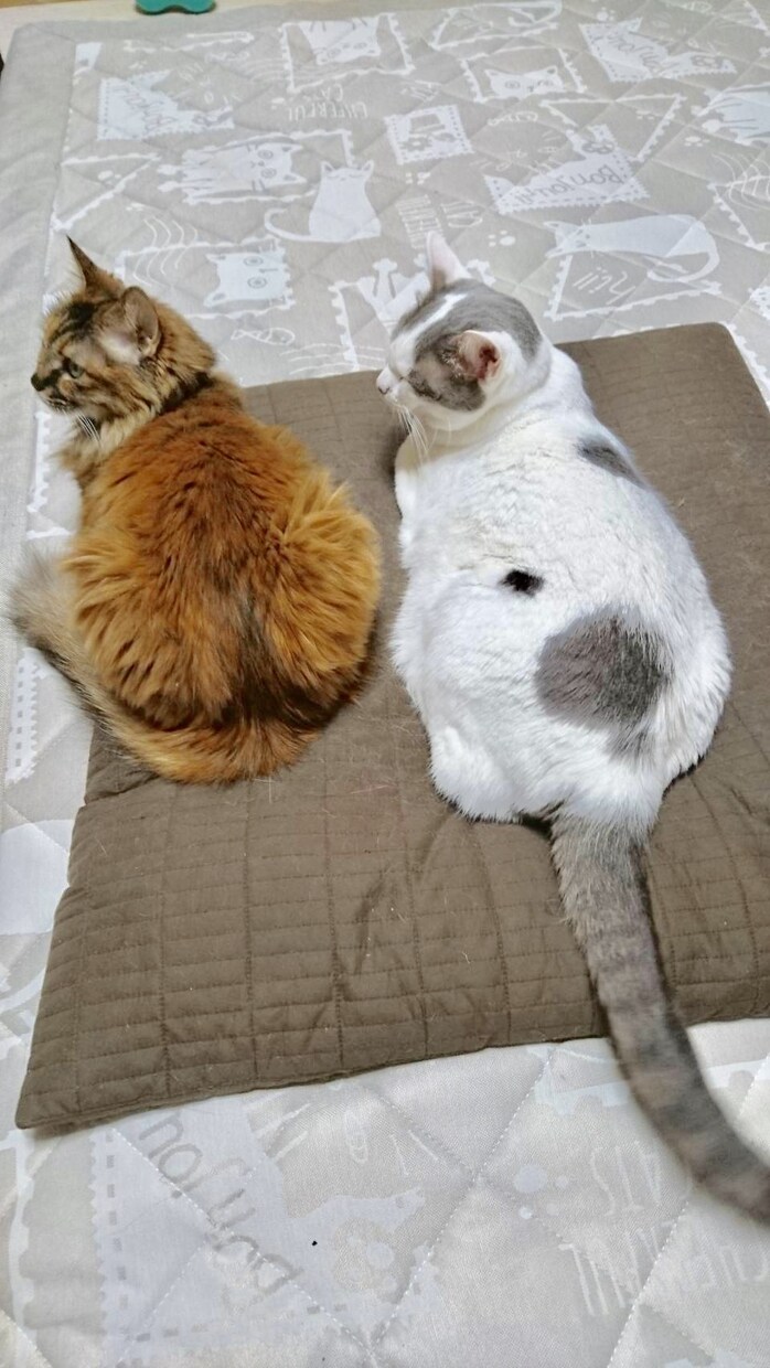 ペットの悩み解消します 動物看護師が教えるペットのお世話方法！ イメージ2