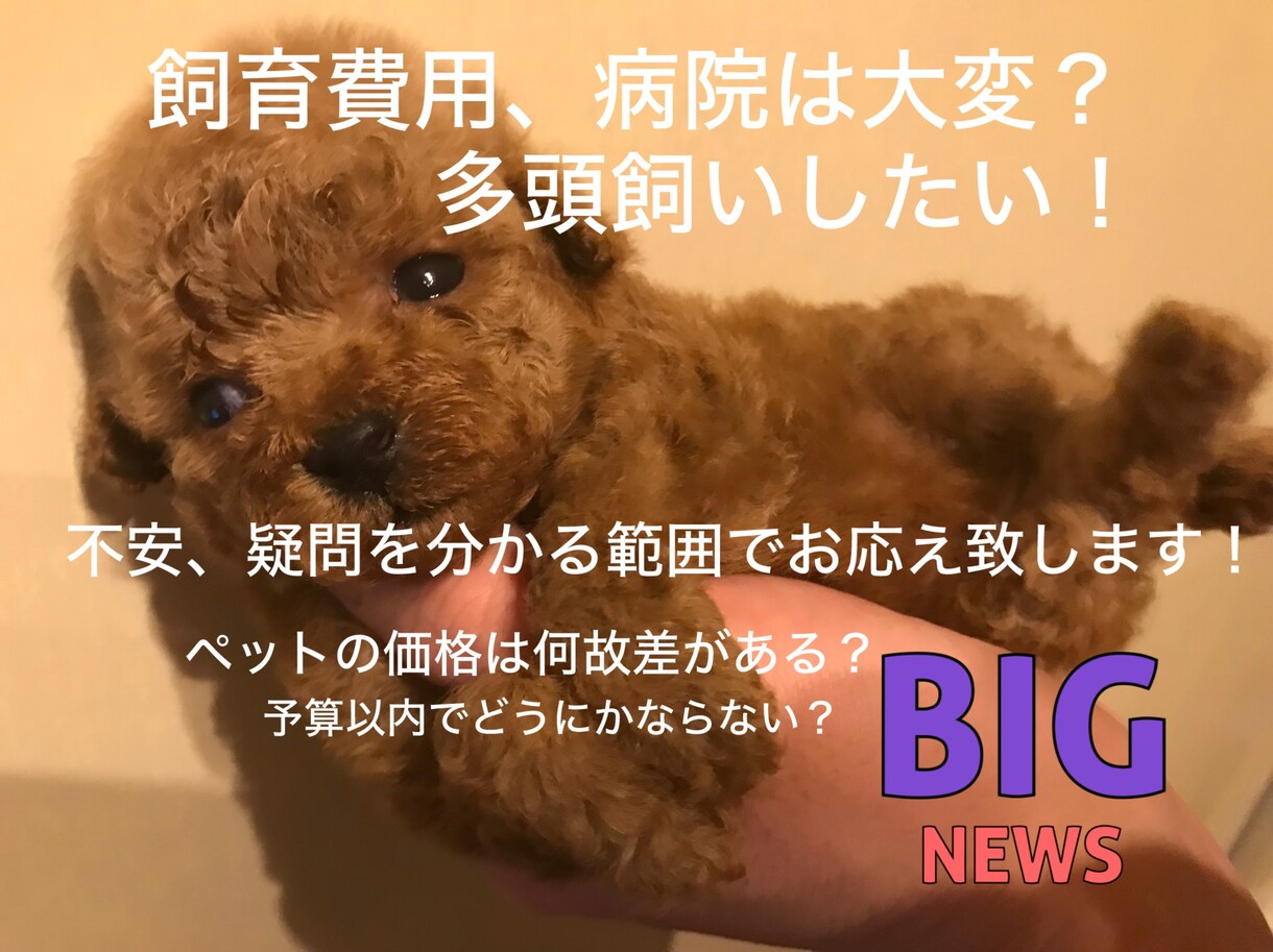 ペット飼育相談、購入前相談受けます 色々な心配事や不安要素をできる限り解消できればと思います！ イメージ1