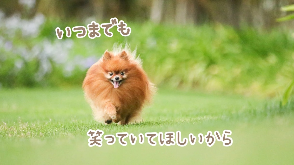 現役動物介護士が老犬・老猫の悩みやご相談にのります お仔さまの不安や悩み、介護のSOSなどご相談ください！ イメージ1