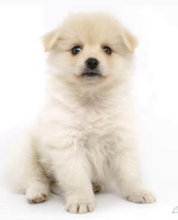 オスの交配犬見せます 顔が可愛い。この頃ポストから郵便物をとってきてくれます。 イメージ2