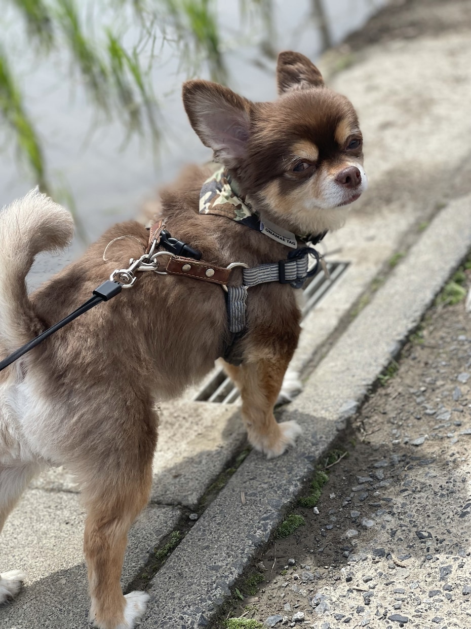 飼ってる犬の気持ち占います 飼ってる愛犬の気持ちをお伝えします。 イメージ4
