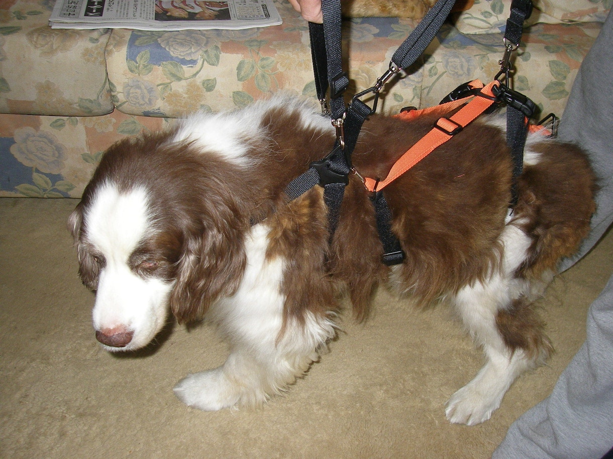 大型の老犬・障害犬の介護ハーネスを製作します 立ち上がり補助や歩行介助の初期から、終末期ケアまで使えます イメージ2