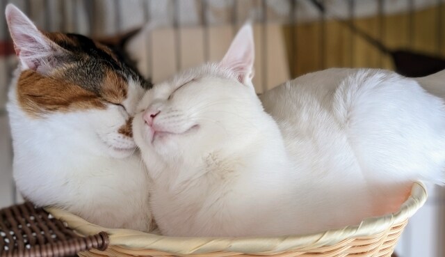 猫さんがほぐれる猫マッサージのツボ教えます 愛猫さんの健康を保つ獣医師監修のマッサージ術 イメージ1