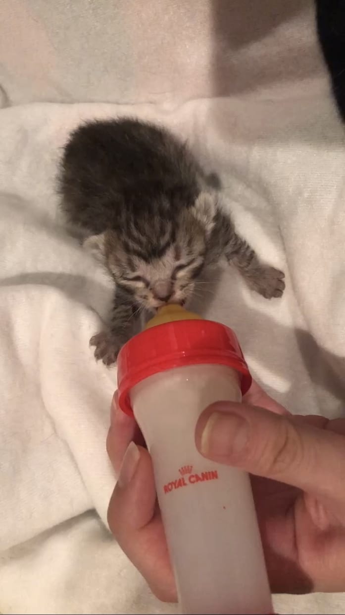 保護子猫の育て方（初心者歓迎）丁寧にサポートします 乳飲み子猫の命をつなぐ技術と知識、伝えます,ﾟ.:｡+ﾟ イメージ2