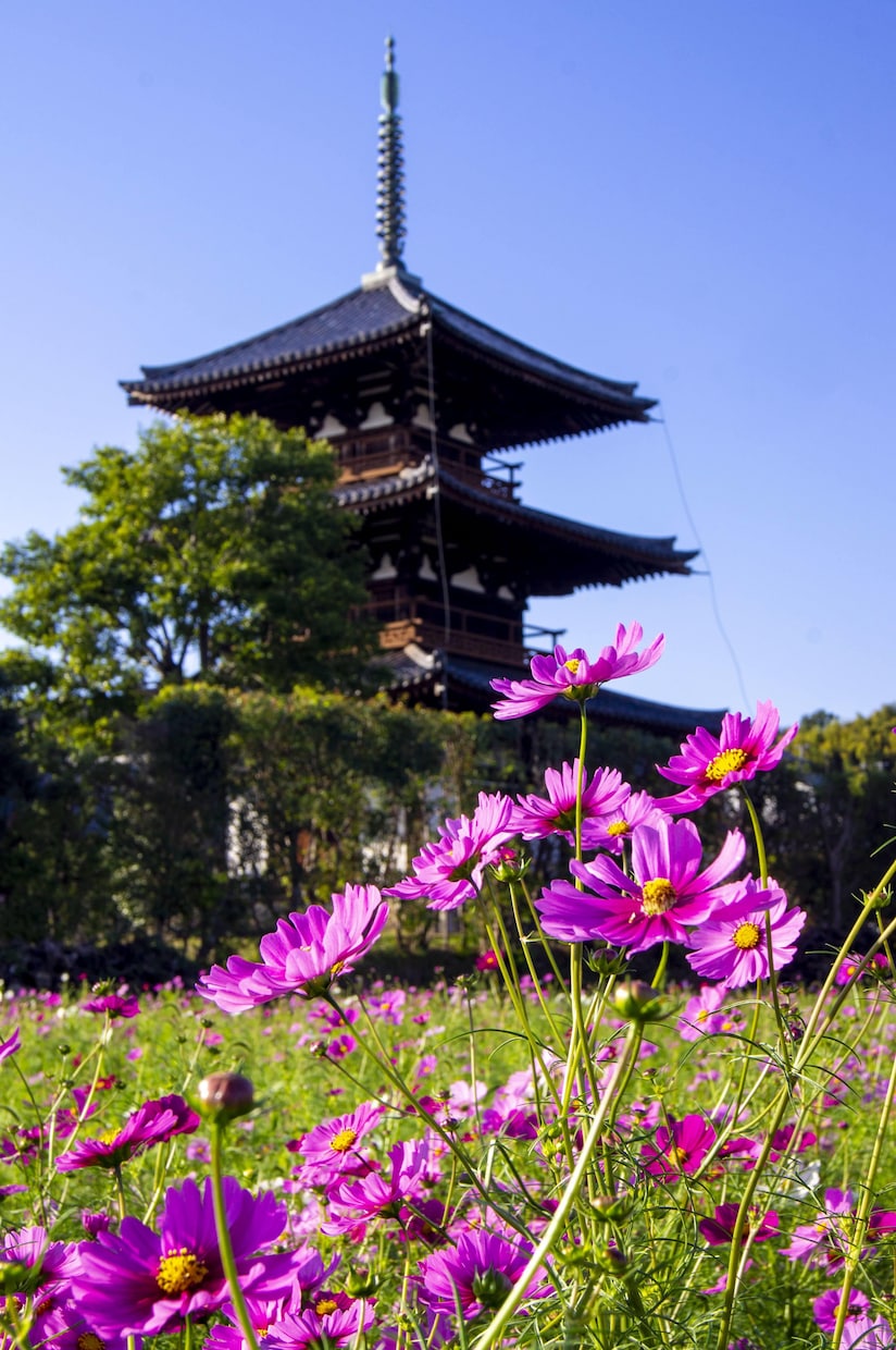 御朱印集め代行します 奈良県内の寺社は基本料金のみでOK イメージ7