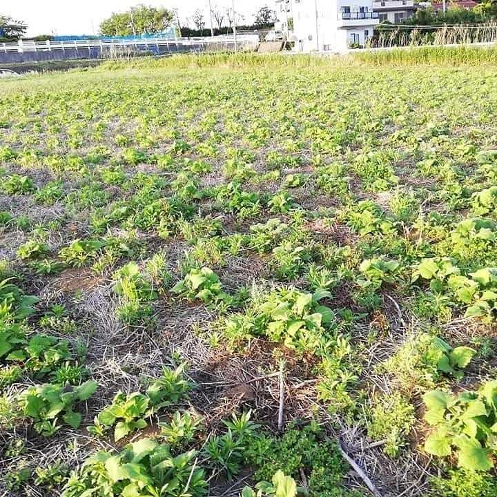 自然栽培の方法教えます、農業の相談乗ります 農業始めたい方に無農薬、無肥料での野菜の育て方教えます！ イメージ1
