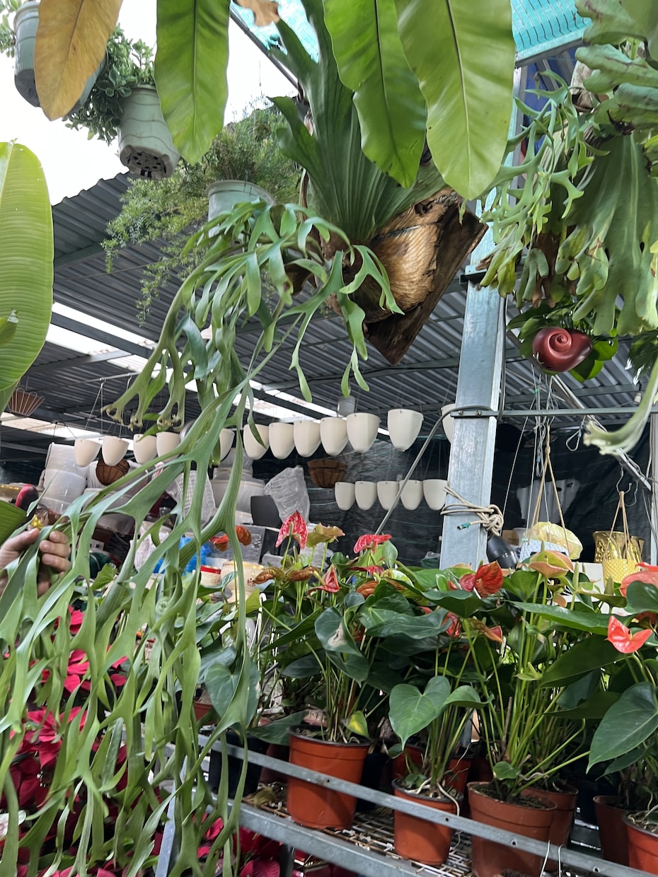 植物ディスプレイ・レイアウト1ヶ月サポート致します 実店舗勤務・海外買付経験を活かし“売れる植物空間”をご提案 イメージ1