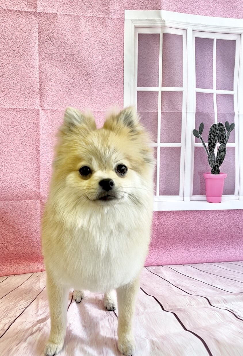 出張トリミング塾〜ご自宅へお伺いいたします トリミング技術を学びながら、愛犬がふわふわモコモコに！ イメージ4