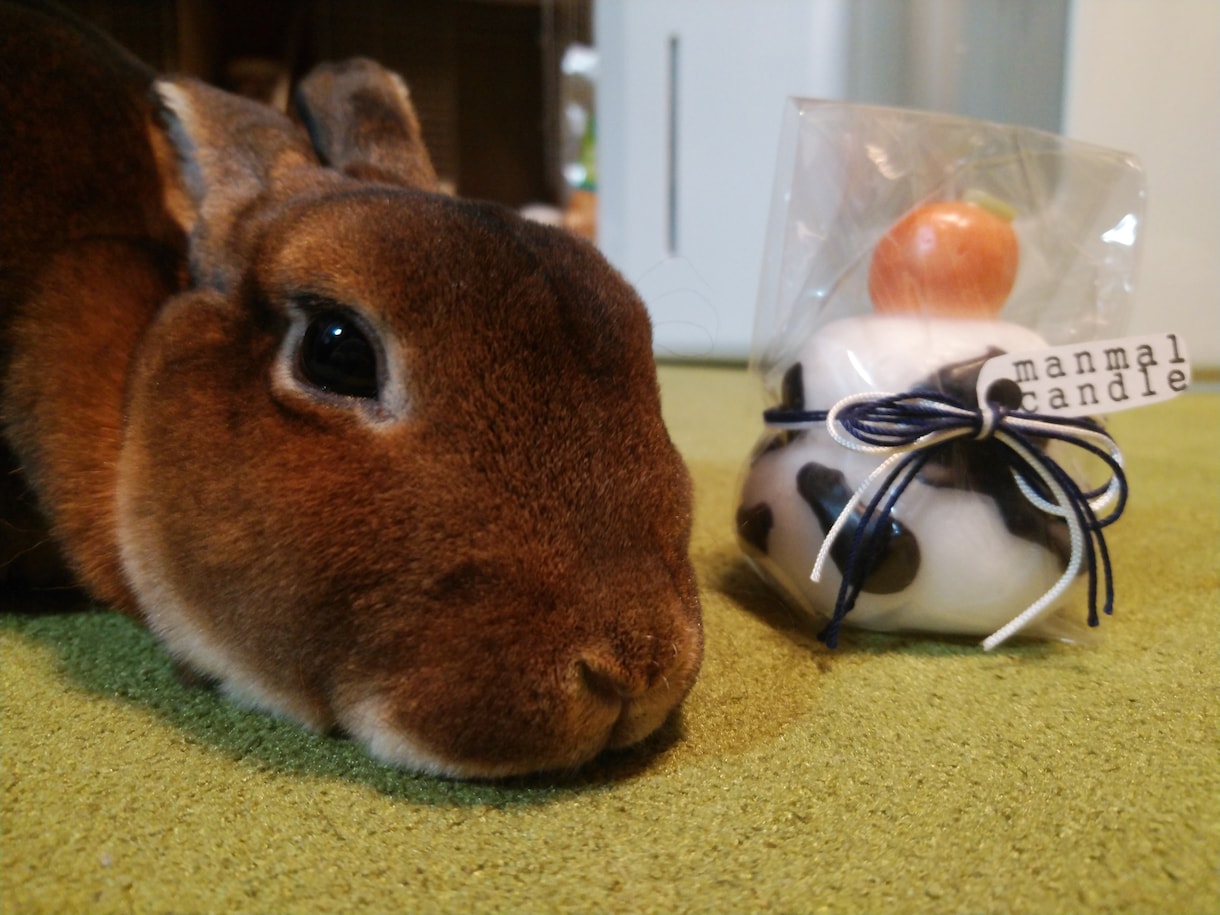 うさぎの飼い方アドバイスします うさぎを初めてお迎えする方、迷っている方へアドバイスします！ イメージ1