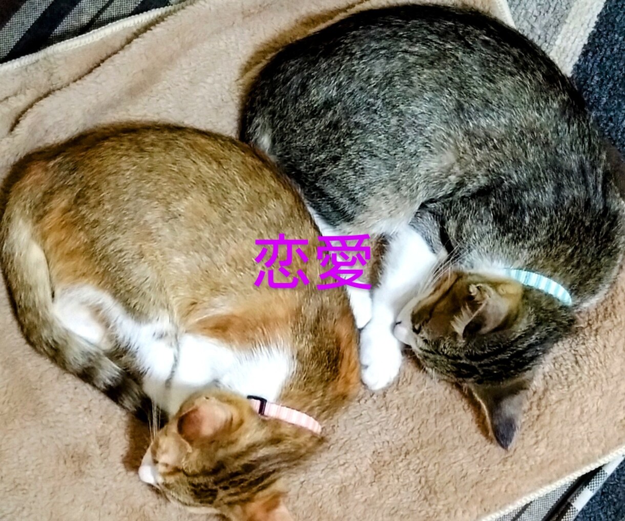 精神的にしんどいなどアドバイスします 経験してきたからこそアドバイスできます イメージ1