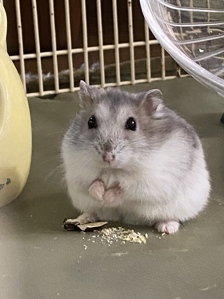 動物に関するお仕事をしてる方におすすめします 素人ならではのアングルをお楽しみください イメージ2