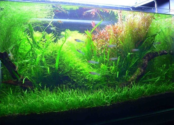 熱帯魚・海水魚の設置からレイアウトまで考えます 自宅に世界で一つだけのあなただけの水槽を イメージ1